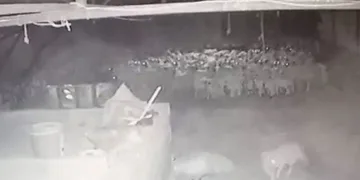 Kurt ahırdaki sürüye saldırdı