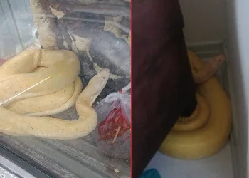 Bir apartmanda 1.5 metre uzunluğunda piton bulundu