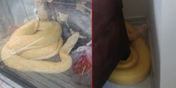 Bir apartmanda 1.5 metre uzunluğunda piton bulundu
