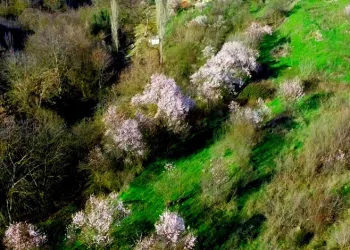 Bilecik’te badem ağaçları çiçek açtı