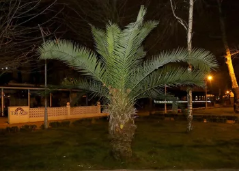 Palmiyeler yaza hazırlanıyor