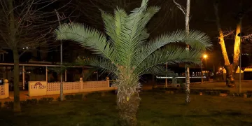 Palmiyeler yaza hazırlanıyor