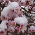 Badem çiçekleri kar altında kaldı