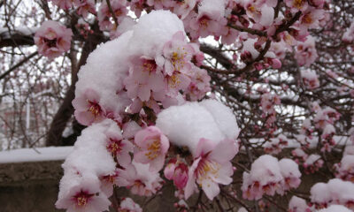 Badem çiçekleri kar altında kaldı