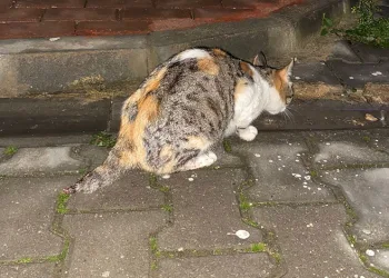 Bursa’da kedi vahşeti! Kuyruğunu kestiler, yavrularını öldürdüler!
