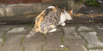 Bursa’da kedi vahşeti! Kuyruğunu kestiler, yavrularını öldürdüler!