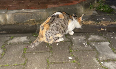 Bursa'da kedi vahşeti! Kuyruğunu kestiler, yavrularını öldürdüler!