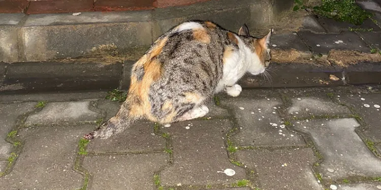 Bursa’da kedi vahşeti! Kuyruğunu kestiler, yavrularını öldürdüler!
