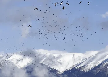Uludağ’ın eteklerinde leyleklerin dansı