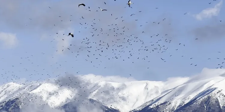 Uludağ’ın eteklerinde leyleklerin dansı