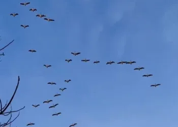 Bursa semalarında görsel şölen
