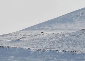 Nemrut’un ayıları erken uyandı