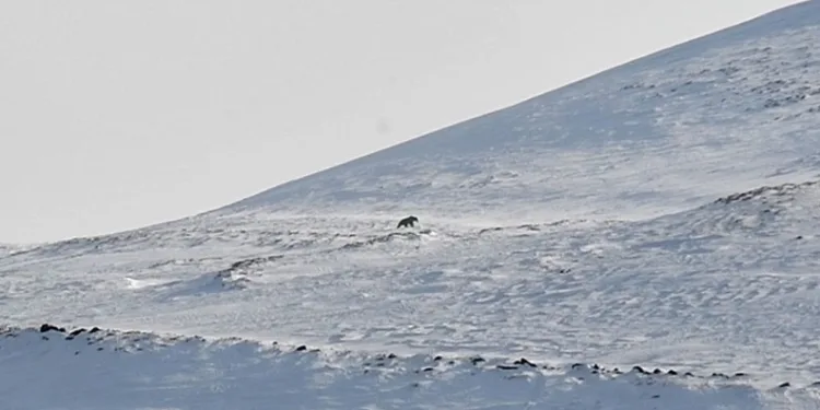 Nemrut’un ayıları erken uyandı