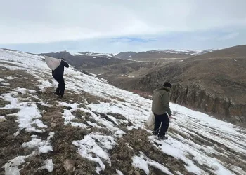 Kars’ta yaban hayvanları için doğaya yem bırakıldı