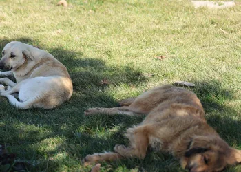 Sokak köpeği bir günde 8 kişiyi ısırdı