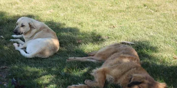 Sokak köpeği bir günde 8 kişiyi ısırdı