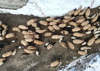 Şırnak’ta besicilerin zorlu mesaisi