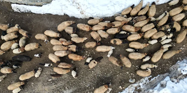 Şırnak’ta besicilerin zorlu mesaisi