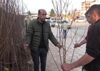 Yüzlerce meyve fidanı toprakla buluşmayı bekliyor