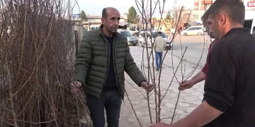 Yüzlerce meyve fidanı toprakla buluşmayı bekliyor