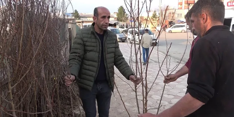 Yüzlerce meyve fidanı toprakla buluşmayı bekliyor