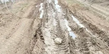 Lavanta üreticisi bozuk olan yolun yapılmasını istiyor