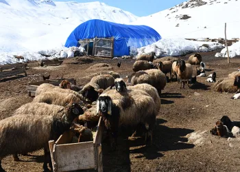 Bu yıl yüzlerce koyun ikiz doğurdu