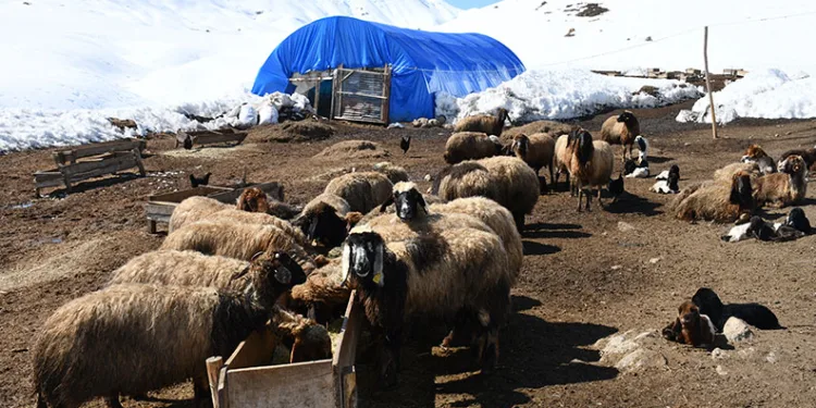 Bu yıl yüzlerce koyun ikiz doğurdu