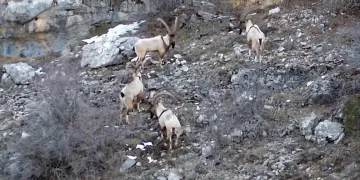 Yaban keçileri ve ayılar dronla görüntülendi