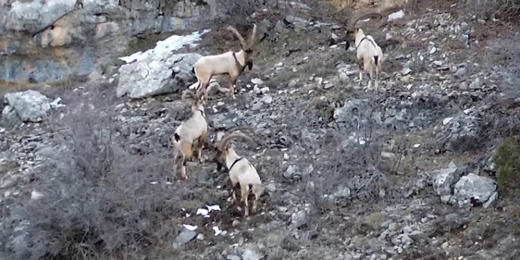 Yaban keçileri ve ayılar dronla görüntülendi