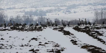 Turnaların göçüne kar engeli