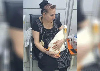 Taksinin ezdiği ‘Pamuk’ isimli ördeği için adalet arıyor