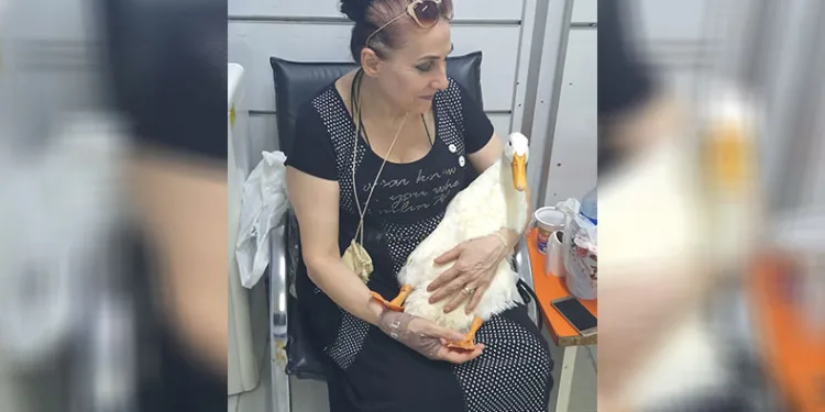 Taksinin ezdiği ‘Pamuk’ isimli ördeği için adalet arıyor