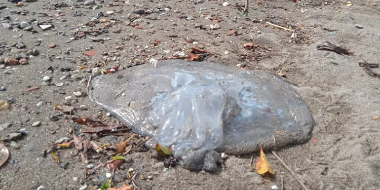 Alanya sahilinde ölü denizanaları görüldü