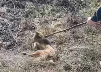 Kuyuya düşen çakal kurtarıldı