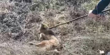 Kuyuya düşen çakal kurtarıldı