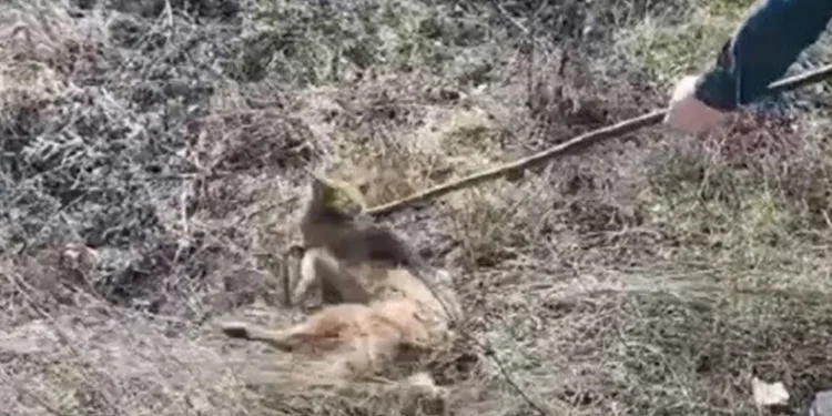 Kuyuya düşen çakal kurtarıldı