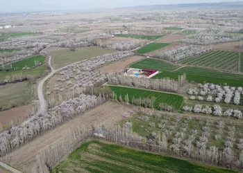 Kayısı bahçelerinde kartpostallık görüntüler