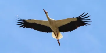 Leyleği gören 1 çuval unu kaptı