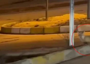 Aç kalan tilki şehir merkezine indi