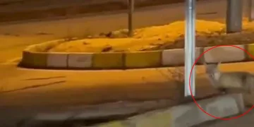 Aç kalan tilki şehir merkezine indi
