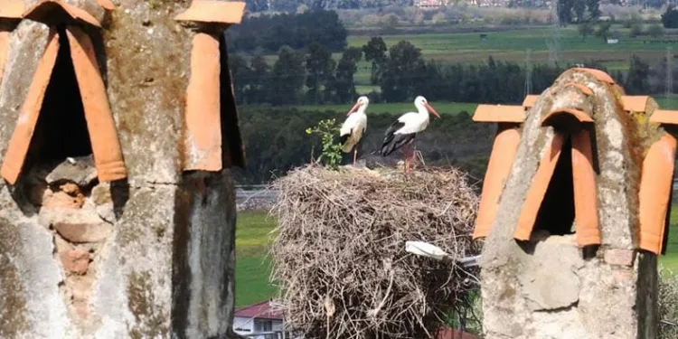 Küresel ısınma yaban hayatını etkiledi