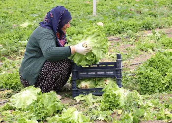 Seralarda marul hasadı sürüyor