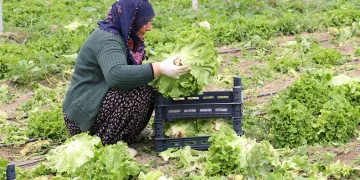 Seralarda marul hasadı sürüyor