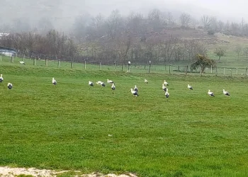 Göç eden leylekler Bilecik’te mola verdi