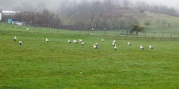 Göç eden leylekler Bilecik’te mola verdi