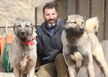 Sokak köpeklerinde kurt özellikleri