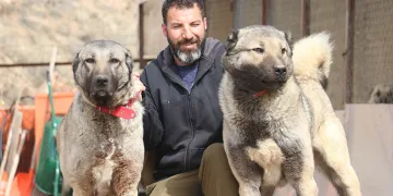 Sokak köpeklerinde kurt özellikleri