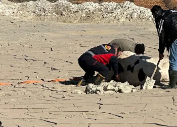 Midyat’ta bataklığa saplanan ineği itfaiye kurtardı