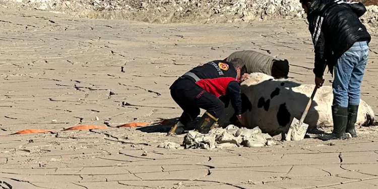 Midyat’ta bataklığa saplanan ineği itfaiye kurtardı
